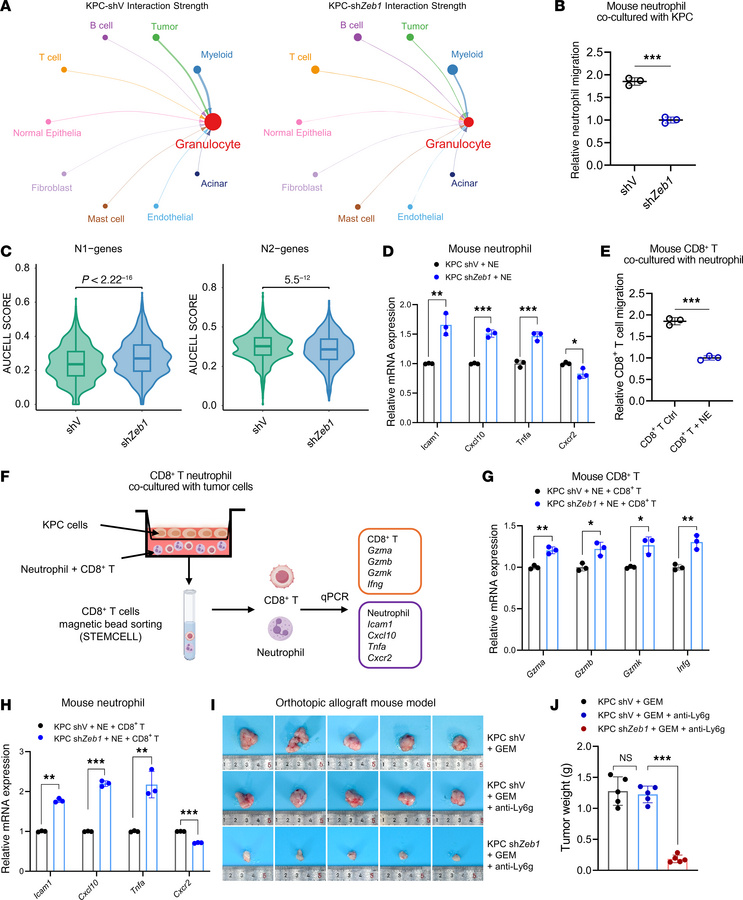 Zeb1 promotes recruitment of neutrophil and drives their polarization to...