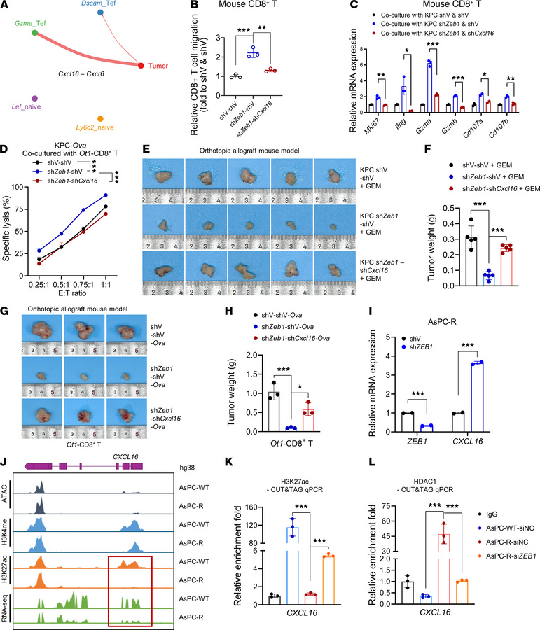 ZEB1/HDAC1 inhibits the recruitment and function of CD8+ T cells by epig...