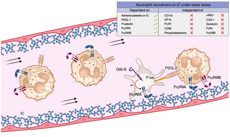 Kľúčová úloha krvných doštičiek pri zápale: Ako spúšťajú nábor neutrofilov