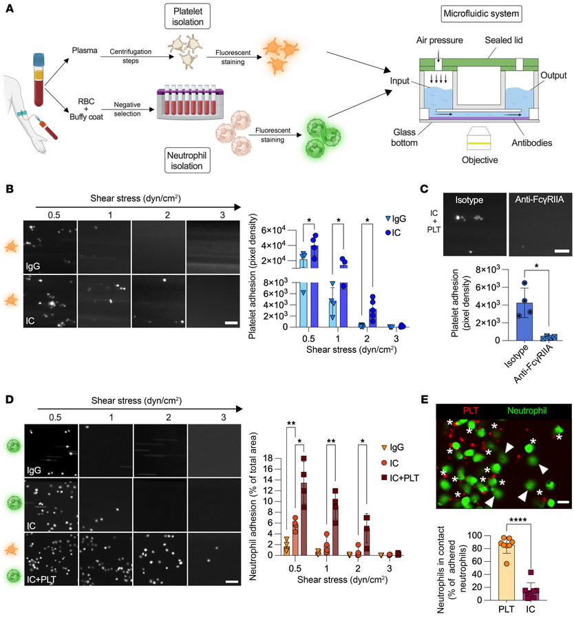 Human platelets are essential for neutrophil adhesion to ICs under shear...