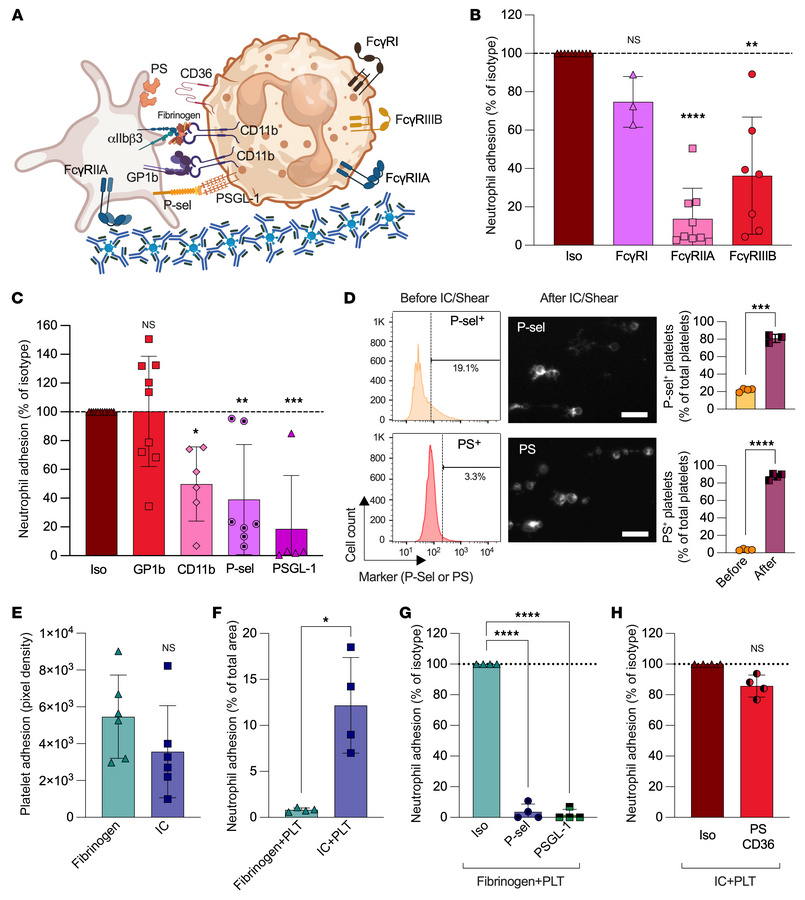 Dissecting the interactions between human platelets and neutrophils in t...