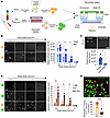Human platelets are essential for neutrophil adhesion to ICs under shear st