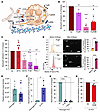 Dissecting the interactions between human platelets and neutrophils in the