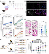Role of the combination of FcγRIIA and PSGL-1 in autoantibody-mediated arth