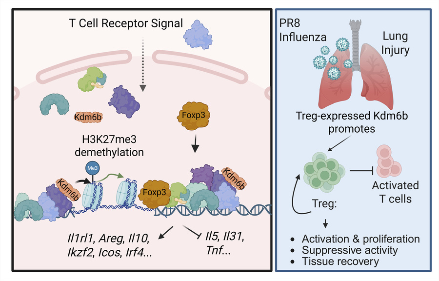 graphical abstract