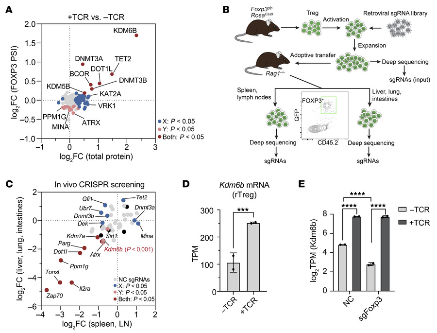 KDM6B is enriched in proximity to FOXP3 in response to TCR signaling and...