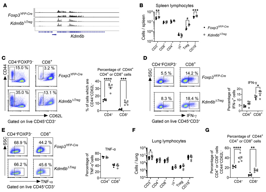 Conditional deletion of Kdm6b in Tregs leads to moderate autoimmune acti...