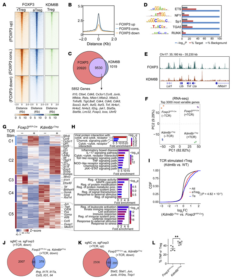 KDM6B coordinates with FOXP3 to regulate Treg functional genes.
(A) A he...
