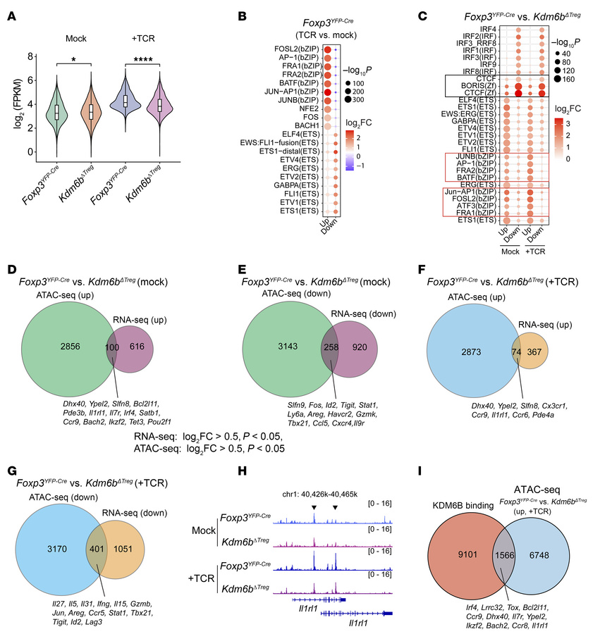 KDM6B regulates chromatin accessibility and transcriptional programs in ...