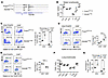 Conditional deletion of Kdm6b in Tregs leads to moderate autoimmune activat