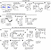KDM6B is required for full-lung Treg function after injury.
