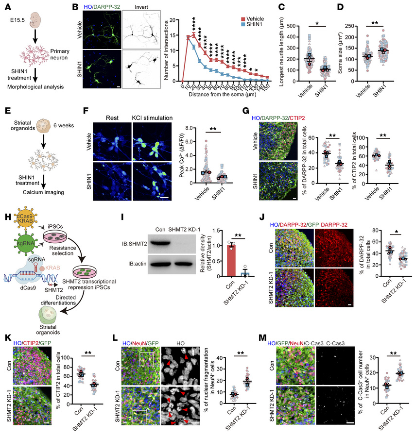 Loss of SHMT2 induces neuronal degeneration in iPSCs-derived hSOs.
(A an...