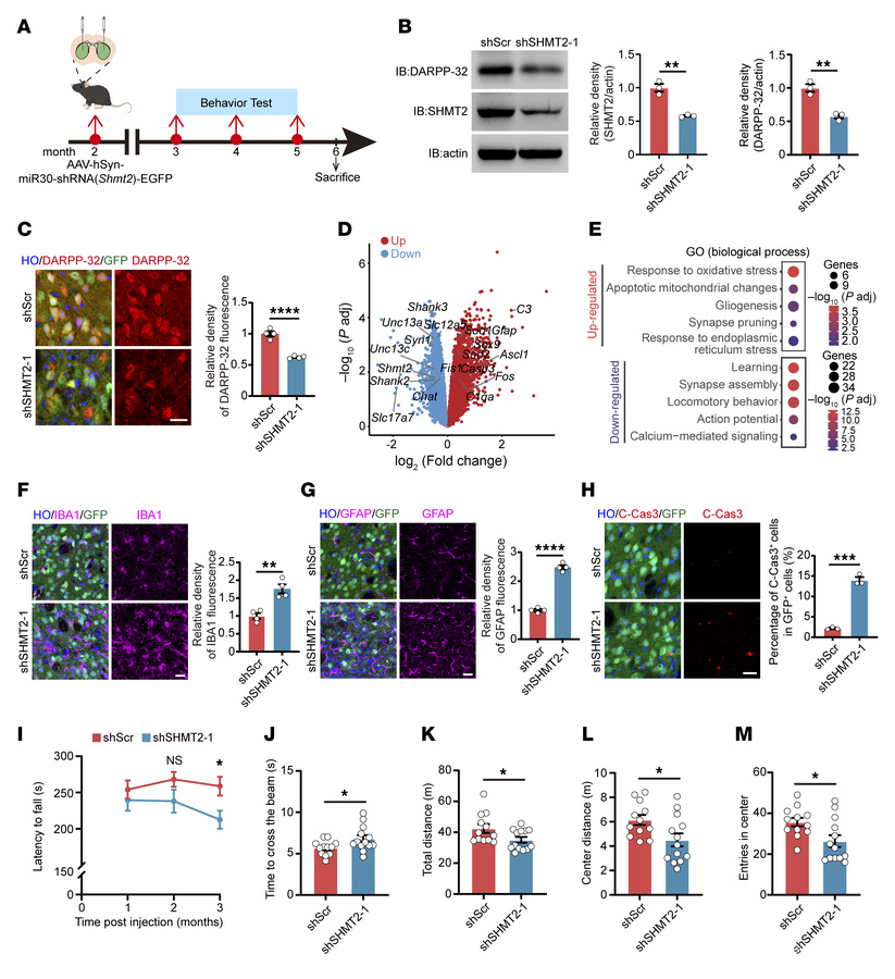 SHMT2 deficiency induces neurodegeneration and motor dysfunction in vivo...