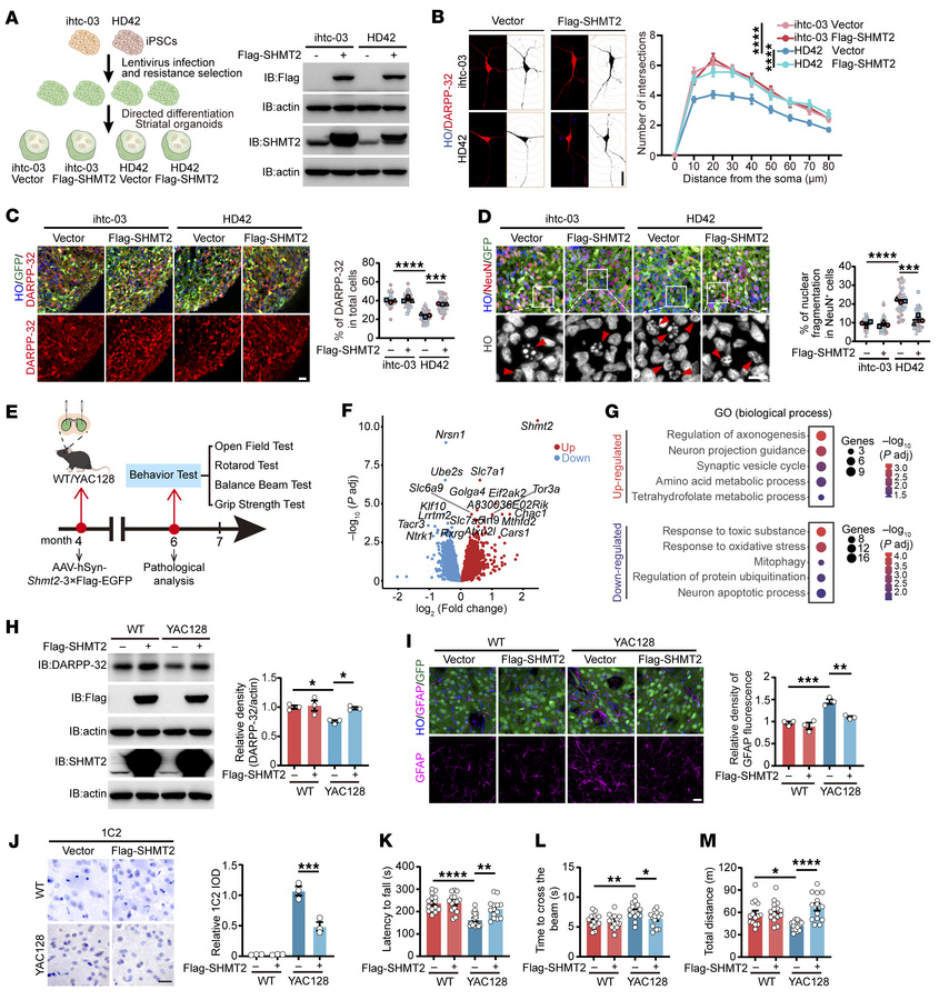 SHMT2 overexpression ameliorates neurodegeneration both in vivo and in v...