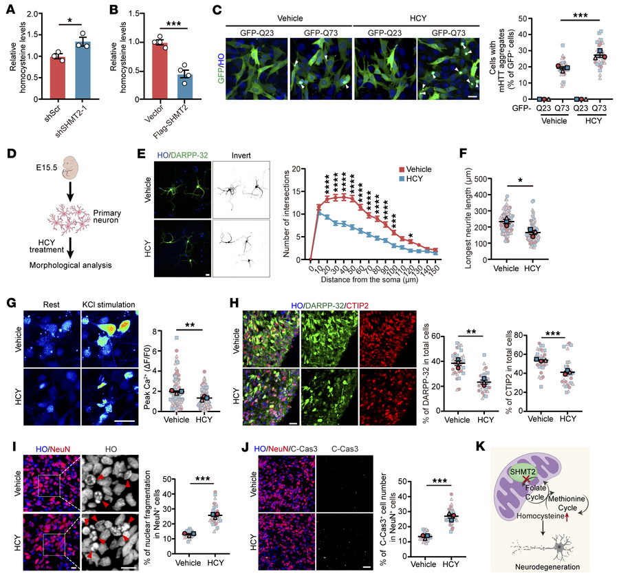 SHMT2 deficiency drives neurodegeneration via HCY accumulation.
(A) HCY ...