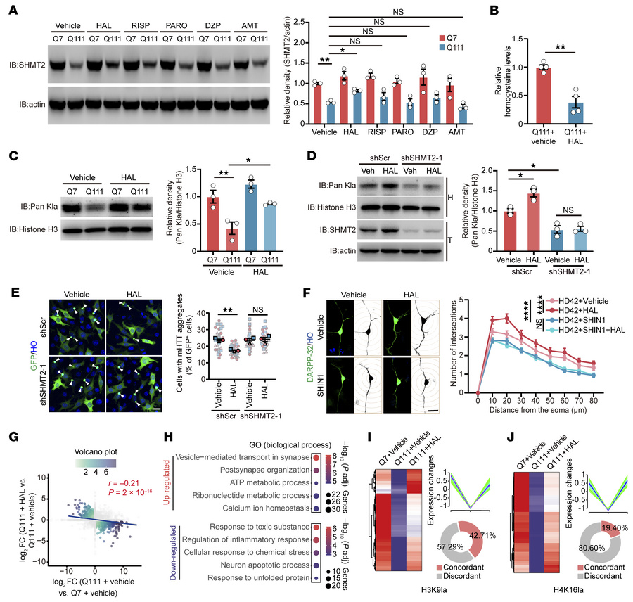 Haloperidol alleviates metabolic-epigenetic dysregulation via SHMT2-depe...