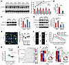 Haloperidol alleviates metabolic-epigenetic dysregulation via SHMT2-depende