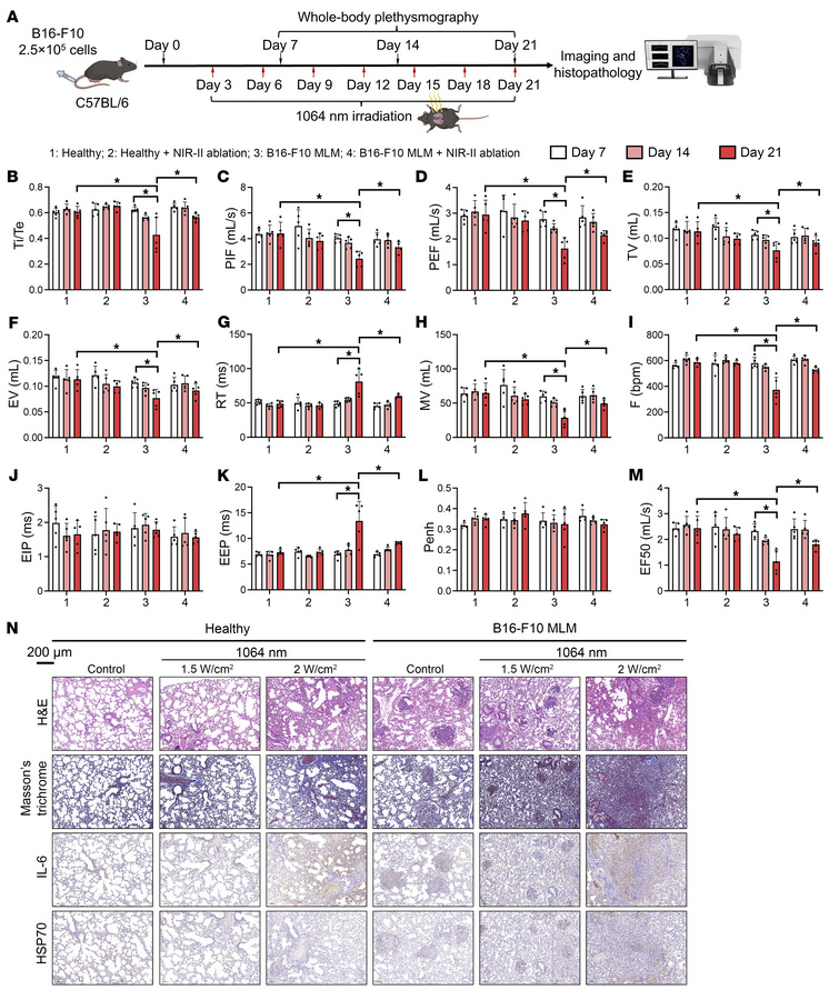 Evaluation of pulmonary functions by longitudinal WBP and histology afte...