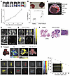 Macroscale tomographic detection of MLM lesions in living mice by MSOT.