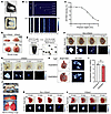 Intraoperative AR-PAM imaging of MLM lesions in inflated lungs of mice and