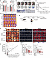 Therapeutic monitoring of drug-free NIR-II photothermal ablation by high-se