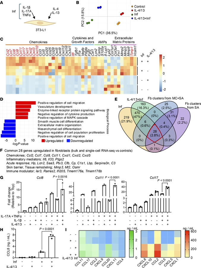Fibroblasts express multiple chemokines in response to IL-4/13.
(A) Sche...