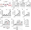 Fibroblasts recruit T cells through the production of multiple chemokines.
