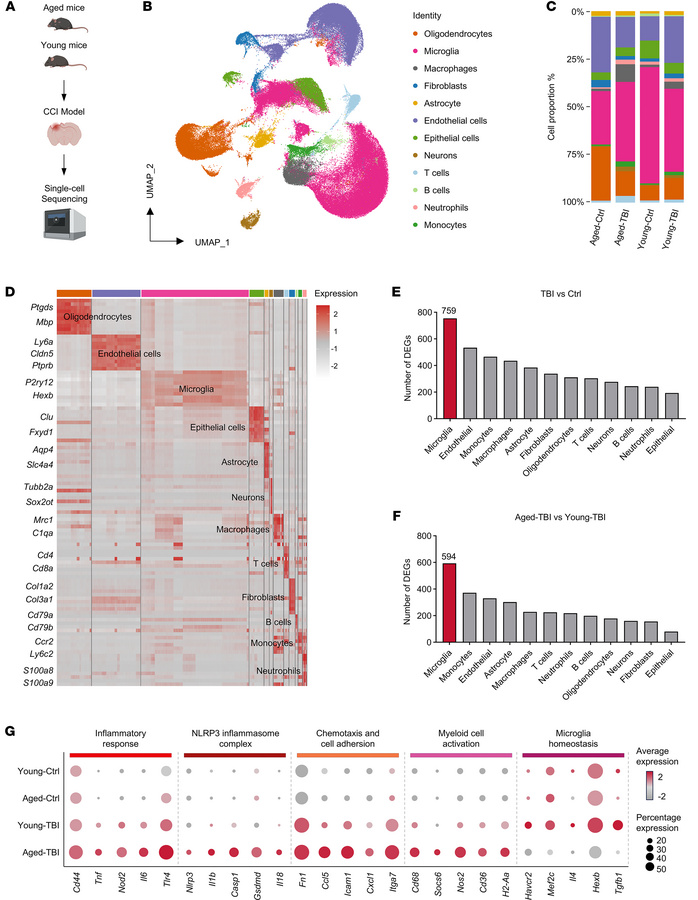 Aging enhances microglia responses after TBI.
(A) The injured cerebral h...
