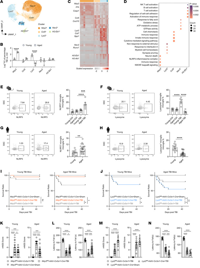 NLRP3+ microglia worsen the prognosis of TBI in aged mice.
(A) UMAP plot...