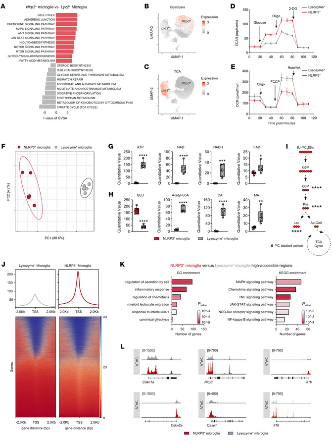Enhanced aging-induced glycolysis induces the generation of NLRP3+ micro...