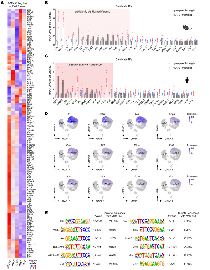 Inflammation-related TFs are associated with the formation of NLRP3+ mic...