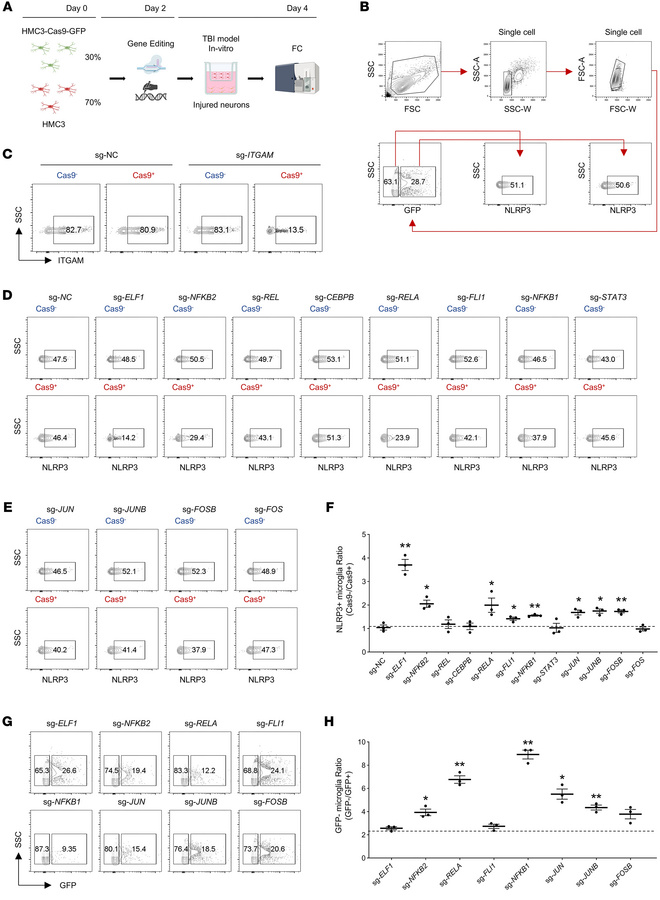ELF1 predominantly regulates the formation of NLRP3+ microglia.
(A) Micr...