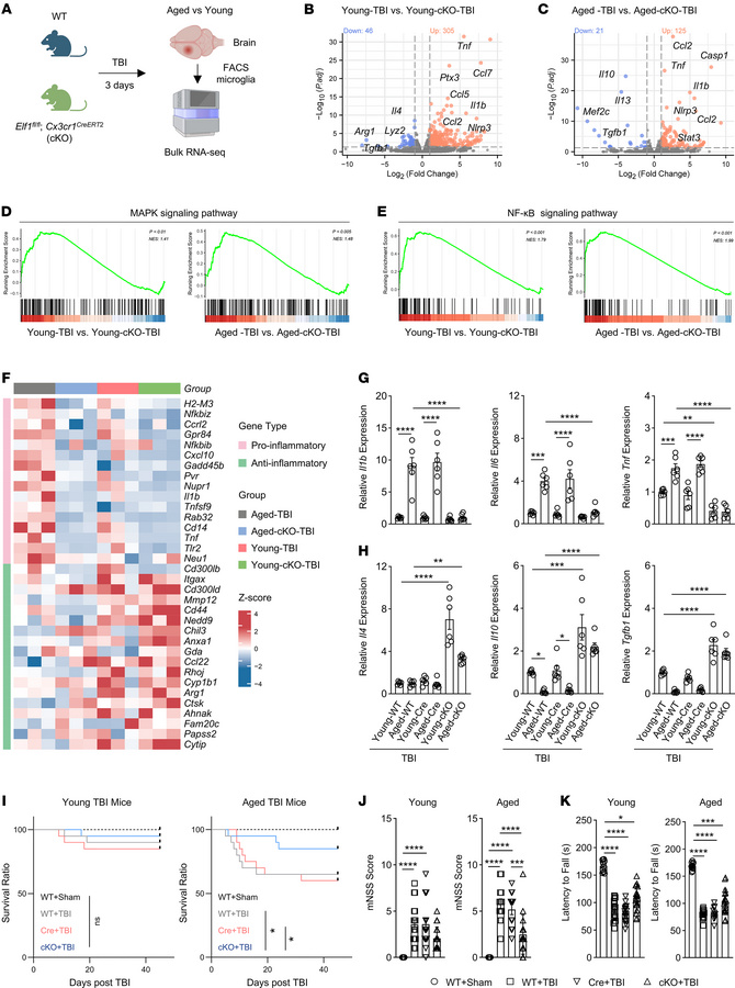 In vivo ablation of ELF1 improves the survival and neurological recovery...