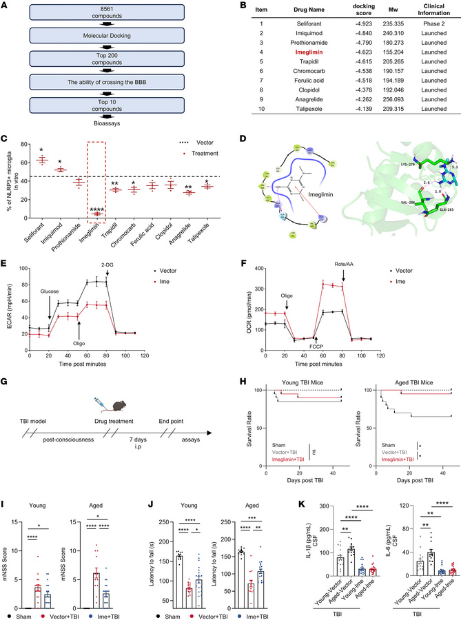 Imeglimin treatment promotes recovery in mice with TBI.
(A) High-through...