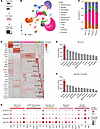 Aging enhances microglia responses after TBI.