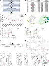 Imeglimin treatment promotes recovery in mice with TBI.
