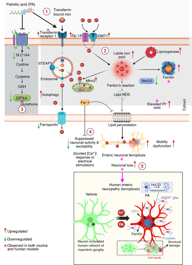 PA induces ferroptotic enteric neurodegeneration through iron accumulati...