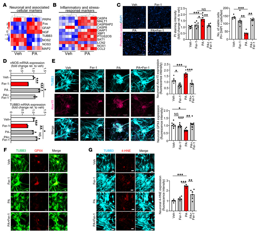 PA triggers ferroptotic stress and loss of enteric neuronal identity via...