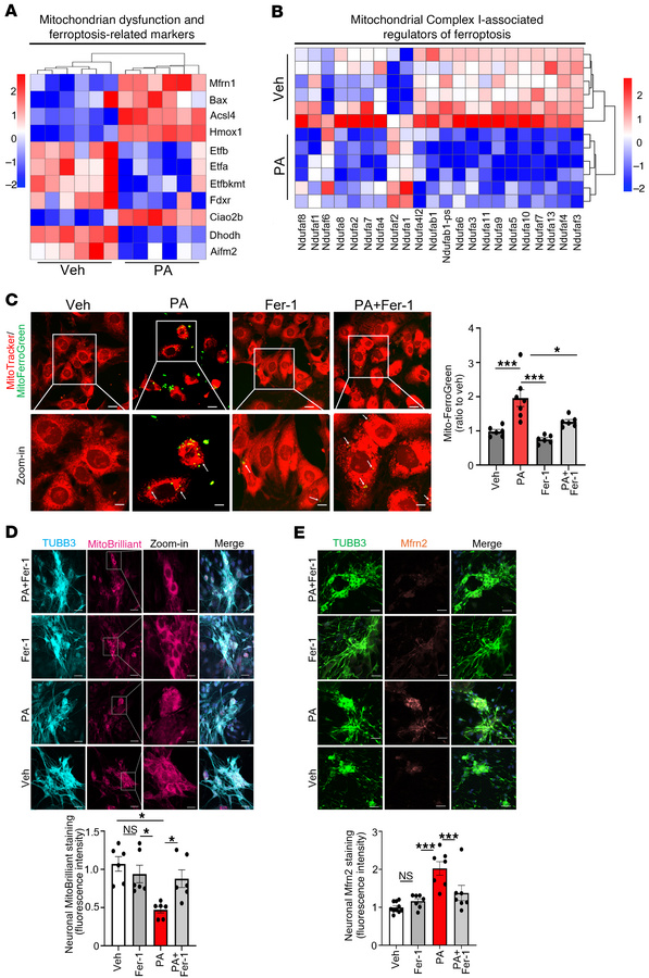 PA drives mitochondrial ferroptosis via ROS accumulation, mitochondrial ...