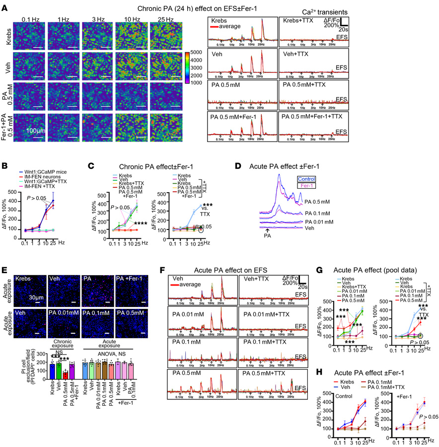 Ferroptotic injury in response to chronic, but not acute, exposure to 0....