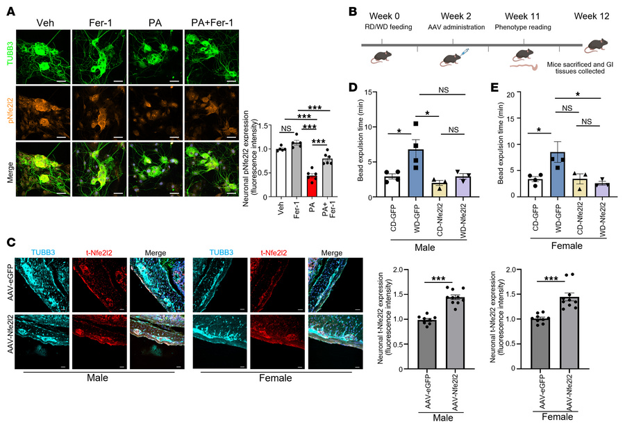 PA suppresses p-Nfe2l2 in enteric neurons, while AAV-mediated Nfe2l2 ove...