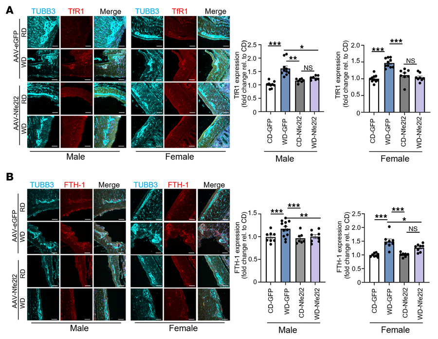 A WD increases transferrin receptor and ferritin levels in myenteric gan...