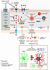 PA induces ferroptotic enteric neurodegeneration through iron accumulation,