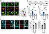 PA suppresses p-Nfe2l2 in enteric neurons, while AAV-mediated Nfe2l2 overex