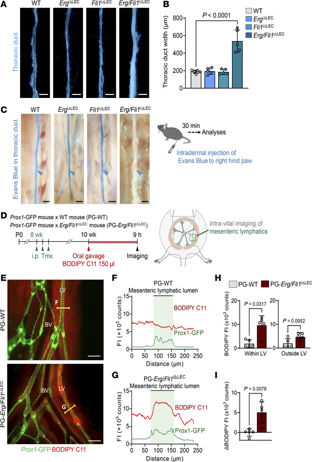 Erg and Fli1 double knockout impairs lymphatic drainage function.
(A and...