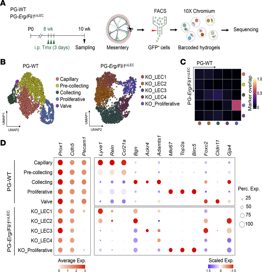 Loss of lymphatic heterogeneity in Erg/Fli1iΔLEC mice.
(A)Diagram showin...