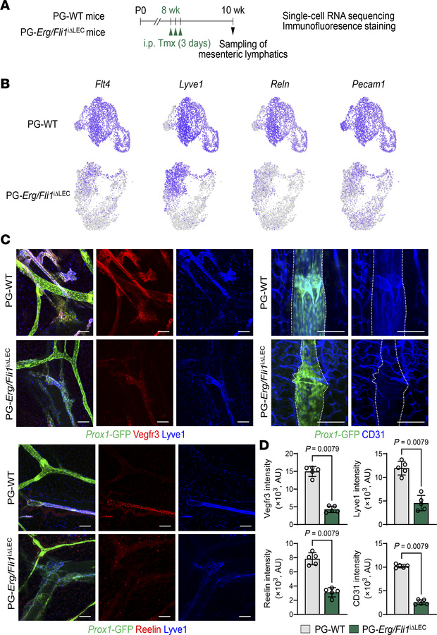 Lymphatic signature genes and proteins are downregulated in the lymphati...
