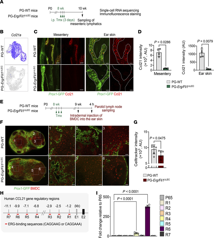 
Ccl21 is regulated by Erg and Fli1 in LECs.
(A) Diagram showing i.p. ad...