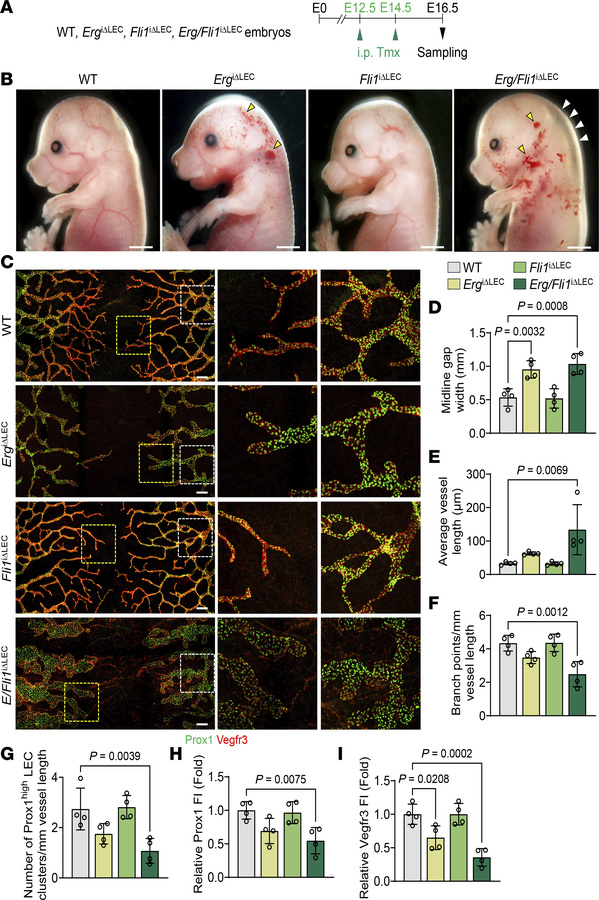 Erg and Fli1 are essential for lymphatic plexus patterning during embryo...