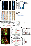 Erg and Fli1 double knockout impairs lymphatic drainage function.